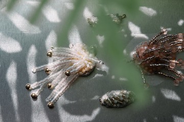 成對手工刺繡垂墜耳環 星星珠串 白