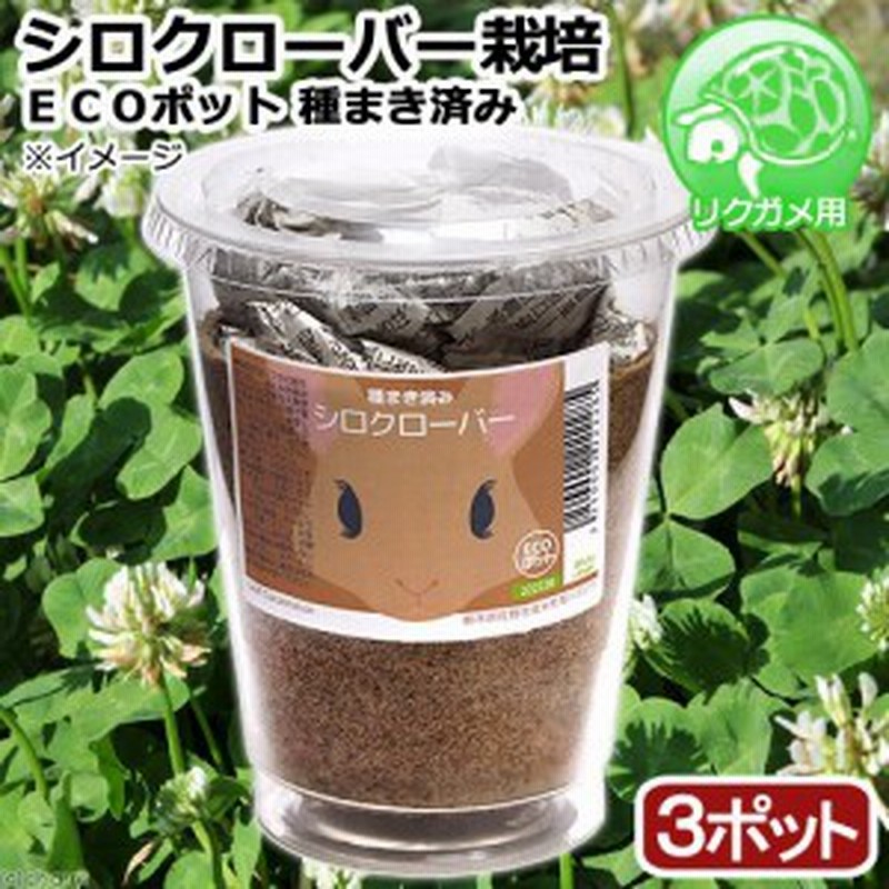 観葉植物 種まき済み シロクローバー栽培 ｅｃｏポット ３ポット 白クローバー 白詰草 シロツメクサ リクガメ用 カメ 餌 通販 Lineポイント最大1 0 Get Lineショッピング