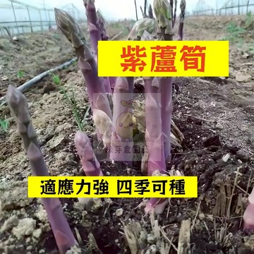 🌱早熟高產 紫蘆筍種子LS-6  四季可種 適應力強 生長勢快 抗病性強 石刁柏 易種植 高產陽台盆栽蔬菜種籽