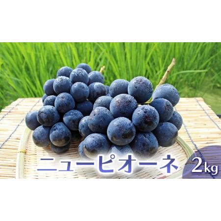 ふるさと納税 ニュー ピオーネ 約2kg 3〜5房 ぶどう 葡萄 フルーツ 岡山 高梁市産 2024年 先行予約 岡山県高梁市