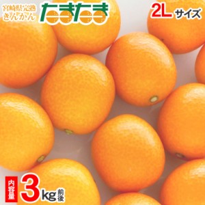 送料無料 宮崎県 宮崎 きんかんたまたま きんかん 金柑 2Lサイズ 完熟きんかん 3kg 前後 みかん 国産 国産みかん ご家庭用 みかん ご自宅