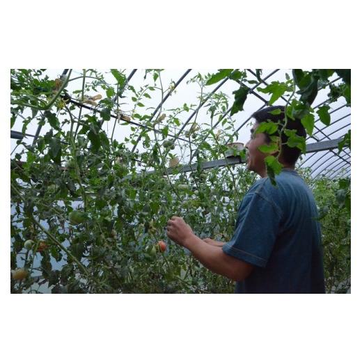 ふるさと納税 高知県 越知町 越知産市の季節の野菜セット(年3回発送)　産地直送　旬野菜