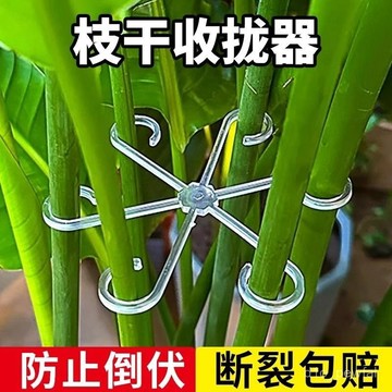 🔥桃園出貨-龜背竹防倒伏枝幹收攏器藝花卉盆花支架水培透明花莖固定器