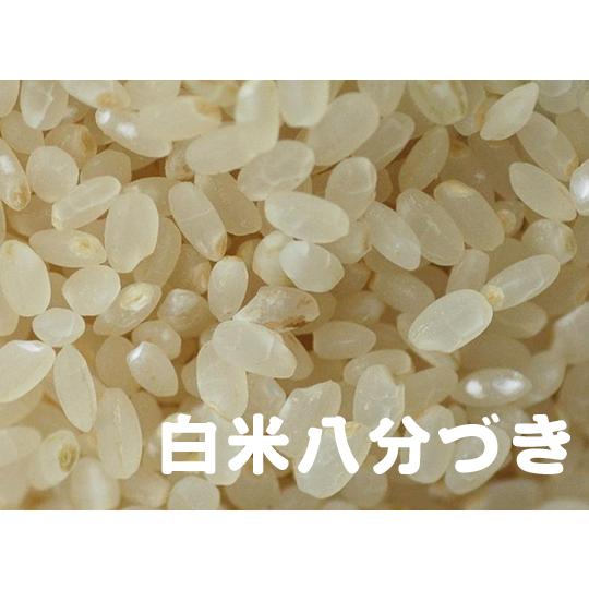 熊本県 あさぎり町産 くまさんの輝き 白米 10kg 令和５年産 予約販売