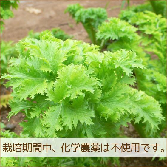 野菜セット 詰め合わせ お試し 農薬不使用 訳あり 不揃い 送料無料