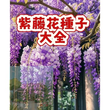 🍇（紫藤花種子大全）重辦  爬藤植物 發芽率高 生長能力強 花量大 四季可播  花型優美  新手易種易活