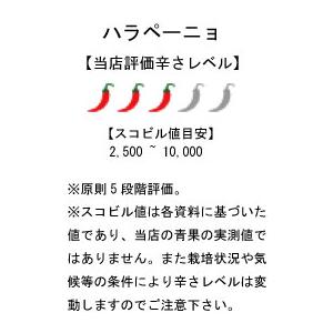 国産　生唐辛子　ハラペーニョ　グリーン　2.5kg　500g×5袋　冷凍品　千葉県産