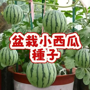 【盆栽小西瓜種子】當季新籽 可陽臺盆栽 瓜皮特薄  甜度較高 吊蔓地爬均可 抗病性強 產量高 早熟品種 #超優惠