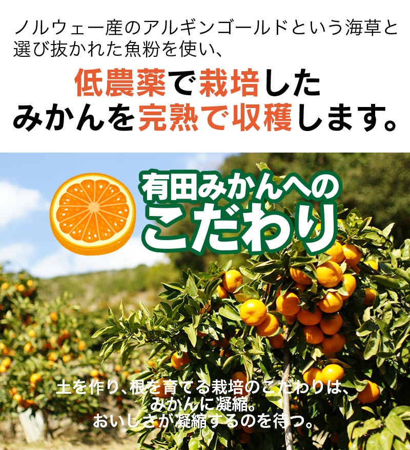 低農薬、自然のマルチ栽培で作る美味しい有田みかん Ｌサイズ 10kg 送料無料（北海道、沖縄を除く） 甘くて美味しい見事な秀品のみ。お歳暮にもお喜び頂けるギフトです