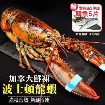 第二件送好禮【海肉管家】活凍波士頓龍蝦(2尾_400-500g/尾)