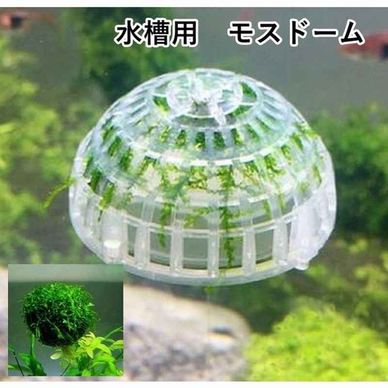 モスドーム ドーム型 水槽水草 育成用品 水草が育つ 水草育成 水草苗床 水槽用 苔 直物栽培 クリア グリーングラス アクアリウム プラント プラン 通販 Lineポイント最大0 5 Get Lineショッピング