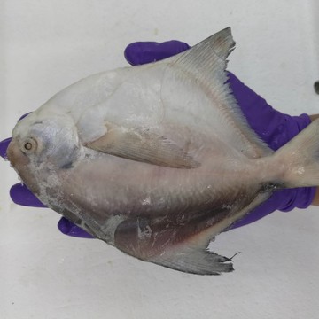 三頓飯 送帶殼扇貝鮮嫩野生白鯧魚(3尾組_220-280g/尾)