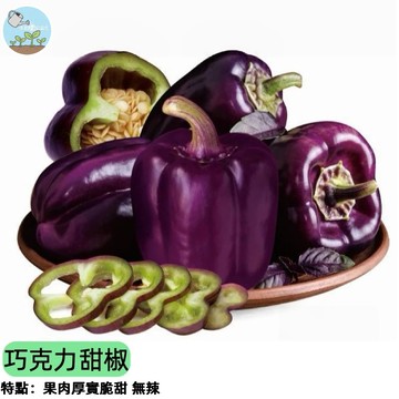 🍫【巧克力色超特別】巧克力甜椒種子 甜椒界貴族 生吃沙拉 熟食鮮甜 陽台盆栽可種 高產好種 顏色獨特 料理擺盤必備