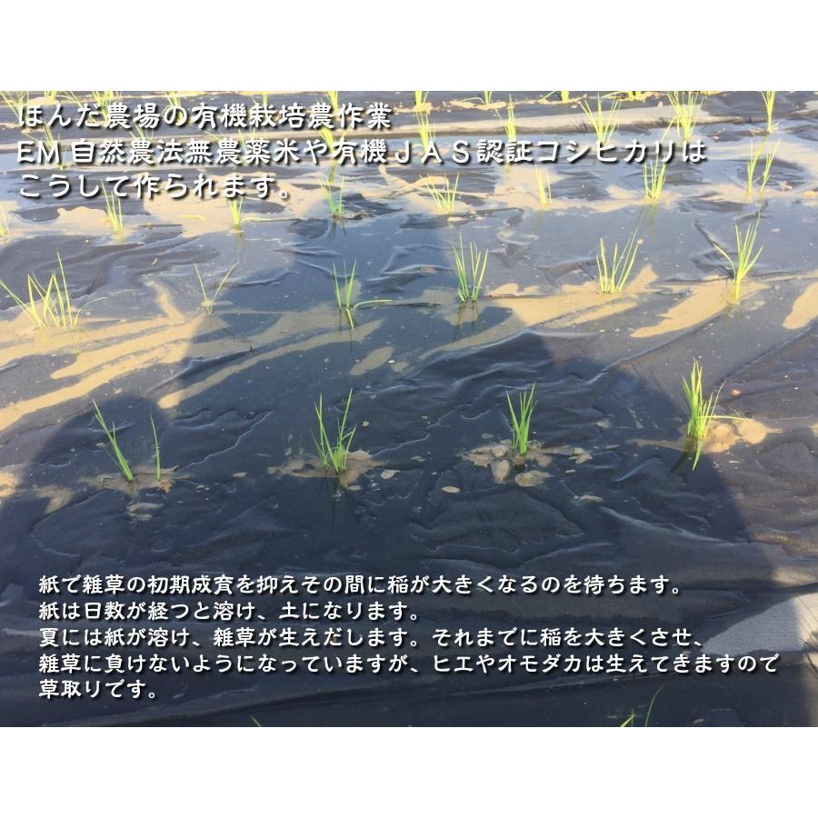 令和5年産 新米 無農薬 有機米コシヒカリ食用玄米 ５ｋｇ   JAS認定 土の詩  JAS認定 お米 自然農法