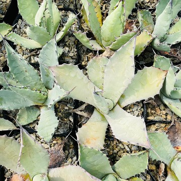 Rainxpluie 知雨若泥 多肉植物•龍舌蘭•Agave temacapulinens