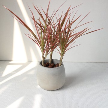 植栽 盆栽 l 五彩千年木 百搭胖U水泥盆  放射狀五彩葉片 強散光