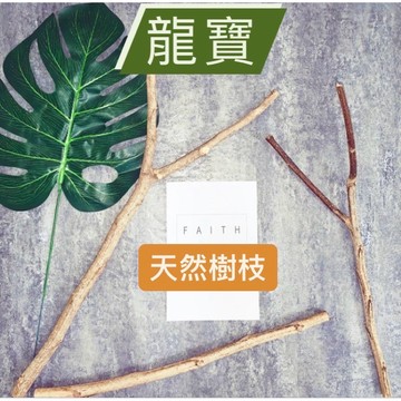 龍寶🍂天然樹枝🍂寵物用🌲樹枝🌲樹木