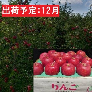 12月発送 蜜入り 最高等級「特選」大玉 葉とらず サンふじ 約5kg・糖度14度以上 