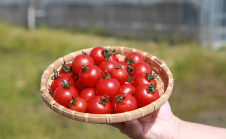 機能性表示食品 Hapitoma ハピトマ 糖度8（1kg）健康 ヘルシー GABA リコピン 人気 厳選 袋井市