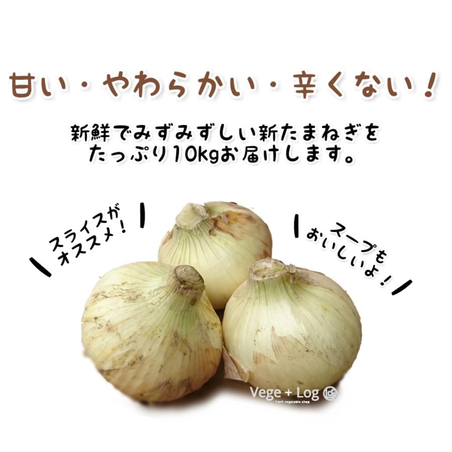 長崎県産・静岡県産 他 新たまねぎ 秀~A品 Lサイズ 約10kg ギフト用 贈答品質 国産 新玉葱 本州送料無料