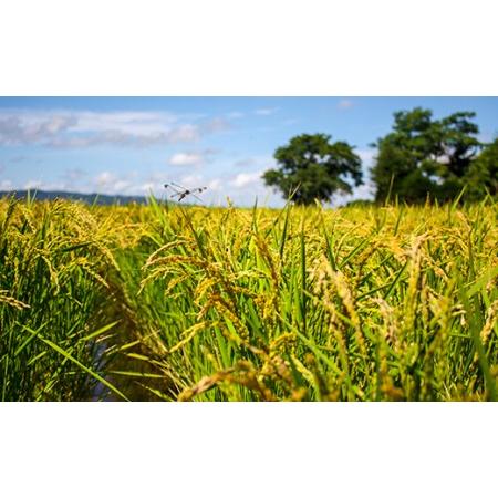 ふるさと納税 特別栽培「きなうす米」ななつぼし5kg×6回 北海道栗山町