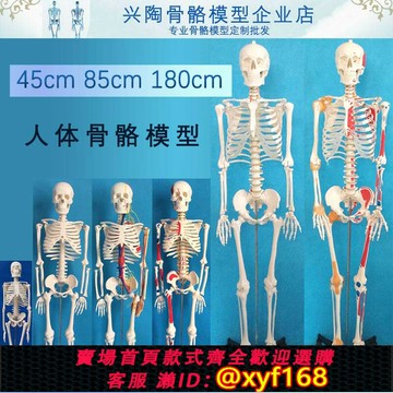 {保固一年 可打統編}45 85  170cm人體骨骼模型美術瑜伽教學擺件小白骷髏全身脊椎骨架