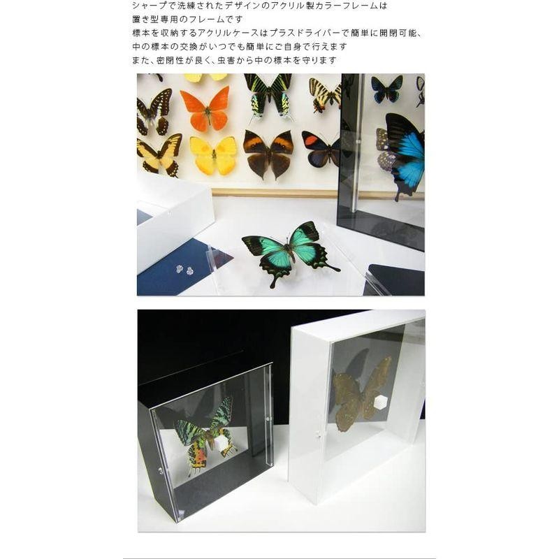 蝶の標本 ディディウスモルフォ Morpho didius モルフォチョウ