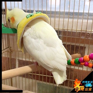 【台灣出貨】鸚鵡伊麗莎白圈 小鳥頭套 鳥類項圈 鳥用可調節脖套 保暖圍脖 防咬外出脖圈