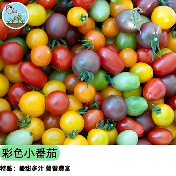 🌈【彩虹寶盒】彩色小番茄種子 紅黃橙紫一次擁有 水果聖女果 陽台盆栽豐收 高甜多汁 自家採收樂趣 四季可種