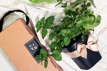 香橙薄荷_香草盆栽禮物款