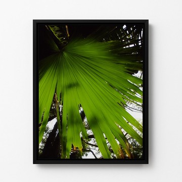 盛夏綠 攝影作品