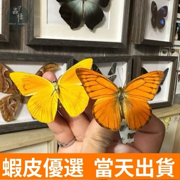 【現貨】🦋橘色信天翁蝶🦋 （1隻29元）（10隻26元）蝴蝶 昆蟲 模型 乾貨三角紙包裝 #非活體 #類模型 #藝術品