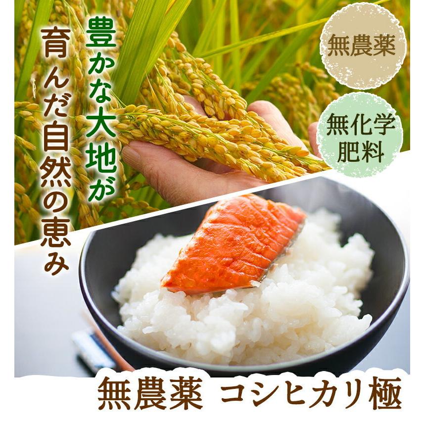 無農薬  米 2kg 真空パック 無農薬 コシヒカリ 極 令和4年福井県産 送料無料 無農薬・無化学肥料栽培 玄米