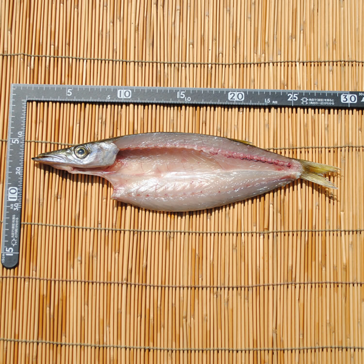 かます干物　1枚--秋に小田原を代表する魚です♪