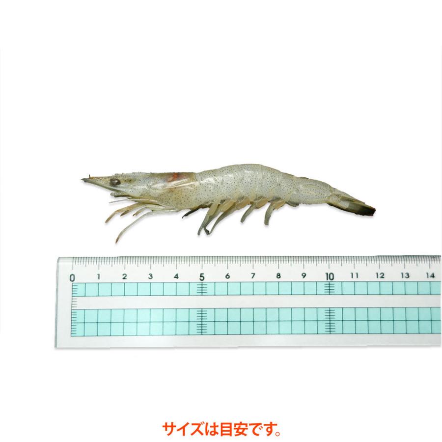 芝海老 １Ｋｇ １４０尾程