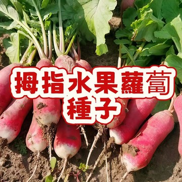 🌟【拇指水果蘿蔔種子】迷你尺寸、甜脆多汁，陽臺盆栽超適合！限量熱銷中，手慢無！立即搶購，打造你的居家綠意！🌱