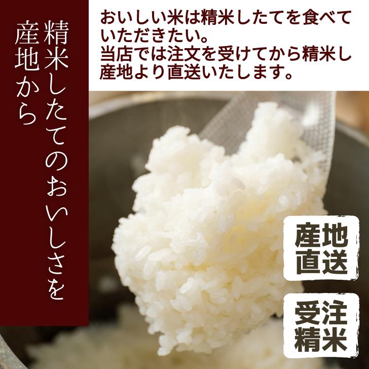 新米 5年産 米 新潟 産 コシヒカリ 10kg 新潟 こしひかり 受注してから精米します 白米 精米 甘い 減農薬 農家 直送 新潟県産 ギフト 米 内祝い プレゼント