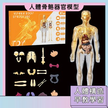 隔日配🚀人體骨骼器官模型 內臟器官拆解 3D人體構造 人體學習教具 生物教學模型 人類探索啟蒙