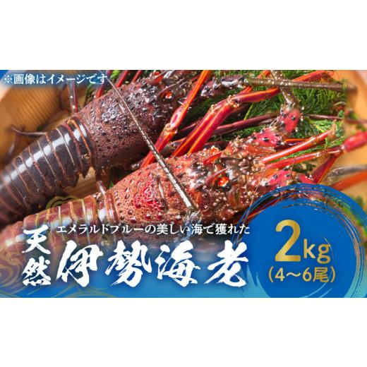 ふるさと納税 鹿児島県 和泊町 ■ エメラルドブルーの美しい海で獲れた天然伊勢海老2kg（4〜6尾）