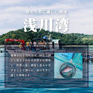 ふるさと納税 シマアジ 約1.5kg 1尾 しまあじ 縞鯵 高級魚 鮮魚 産地直送 冷蔵 養殖 国産 数量限定 徳島県海陽町