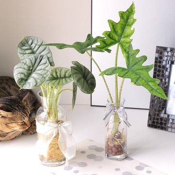 水培植栽│傑克林觀音蓮_室內植物 辦公室盆栽 店內擺設 送禮盆栽