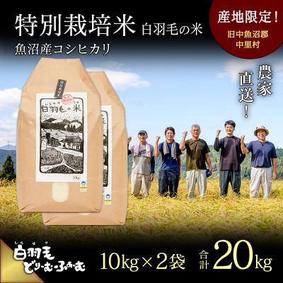 ふるさと納税 十日町市 令和5年産　農家直送!魚沼産こしひかり　特別栽培米「白羽毛の米」精米10kg×2袋