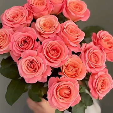🌹【朱小姐玫瑰種子】🌹2025新種 包對版 多年生可做切花 四季懶人室內外庭院盆栽花卉種子 耐寒易活 綠植物鮮花種子
