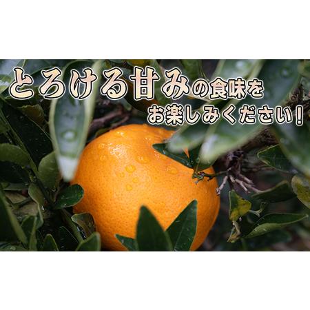 ふるさと納税 みかん 柑橘 果汁たっぷり甘さに満足 せとか ＜3キロ＞ 広島県三原市