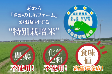 特別栽培米 ミルキークイーン 精米 5kg×2袋（計10kg） 農薬不使用 化学肥料不使用 ／ 高品質 鮮度抜群 福井県産 ブランド米 白米 あわら産 ブランド米