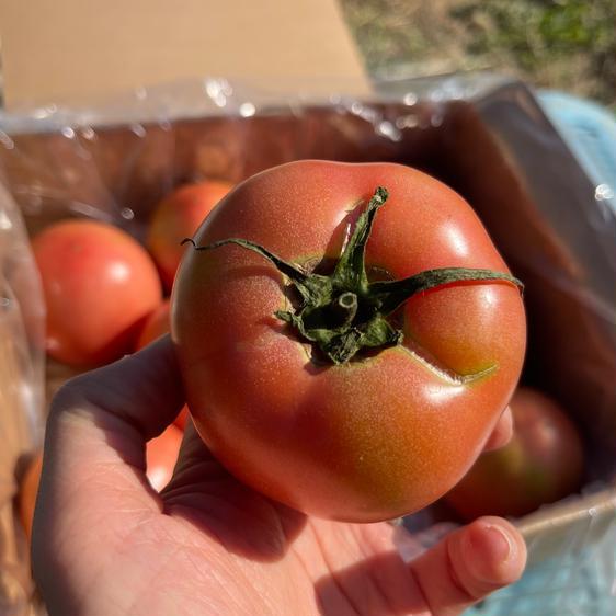 販売期間2024 06 30まで 野菜 トマト フレッシュ丸トマト 産地直送