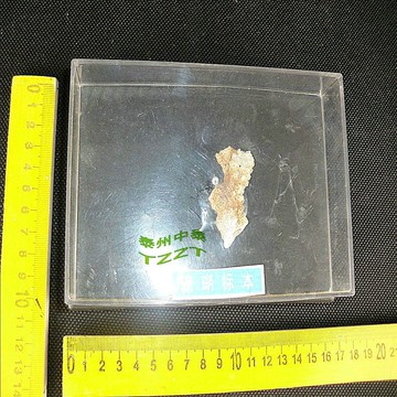 珊瑚標本 J4173 初中、高中生物實驗器材 教學儀器