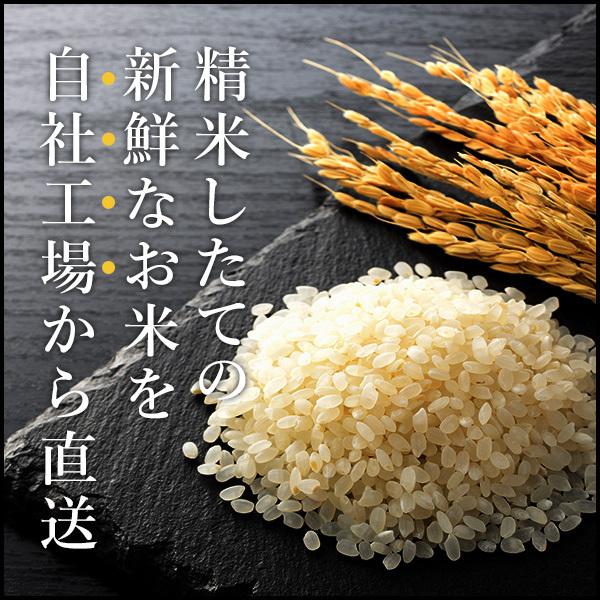 新米 令和５年産 お米 10kg 送料無料 コシヒカリ 無洗米 便利 白米 5kg×2袋 茨城県 産直 五ツ星お米マイスター厳選米