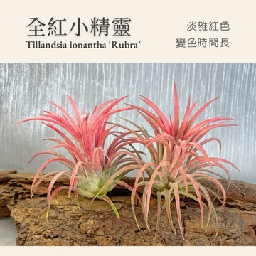[狂買園藝] 空氣鳳梨 全紅小精靈 新手推薦入門款 🔥蝦皮熱銷No.1 /雨林植物/鹿角蕨/室內植物/送禮小物