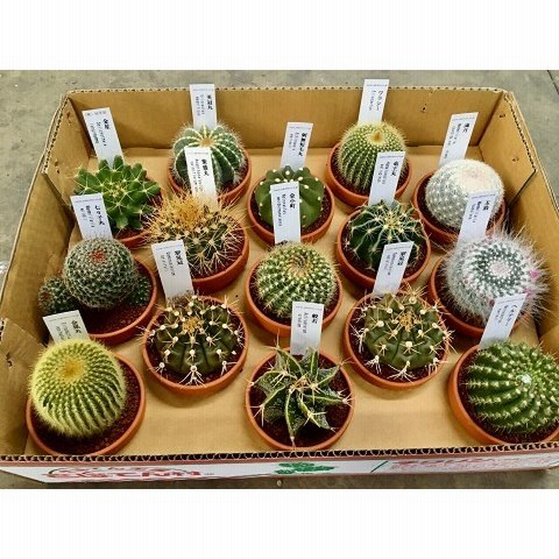 ミニサボテン 素焼き鉢 3号 1ケース 15入 多肉植物 観葉植物 鉢植え 苗 プレゼント インテリア プランツ 通販 Lineポイント最大0 5 Get Lineショッピング